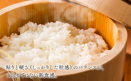 雪若丸 10kg 5kg×2袋 令和6年産 2024年産 ブランド米【1065-019A】