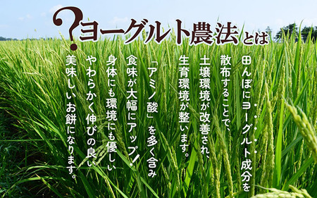 ＜2月中旬発送＞丸もち6か月定期便！ 杵つき餅 380g×3袋（入金期限：2026.1.25）