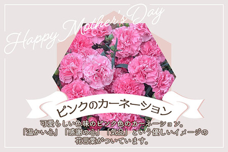 【R8.5月初旬より順次発送】成澤さんのカーネーション ピンク 5号鉢（入金期限：2026.4.30）母の日に プレゼント
