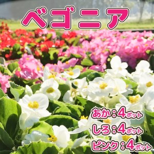 ガーデニング用花苗　ベゴニア（赤4・白4・ピンク4）（2024年5月下旬より順次発送　入金期限：2024.5.24）