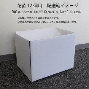 【5月下旬より順次発送】ガーデニング用花苗 ベゴニア（赤4・白4・ピンク4）（入金期限：2025.5.20）