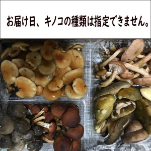 天然きのこおまかせセット１ｋｇ（３種類以上）(９月から予約受付分