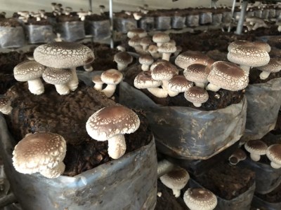 【12月より順次発送】石垣農園の肉厚 生しいたけ 1kg 食べごたえ抜群の椎茸（入金期限：2026.1.31）