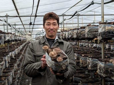 【12月より順次発送】石垣農園の肉厚 生しいたけ 1kg 食べごたえ抜群の椎茸（入金期限：2026.1.31）