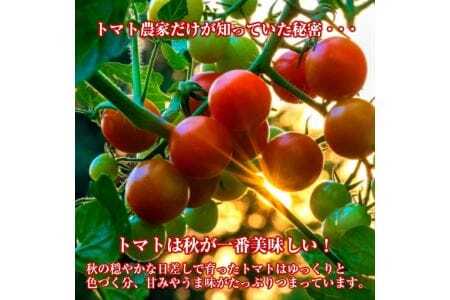 412 トマトジュース「秋のめぐ実」2本