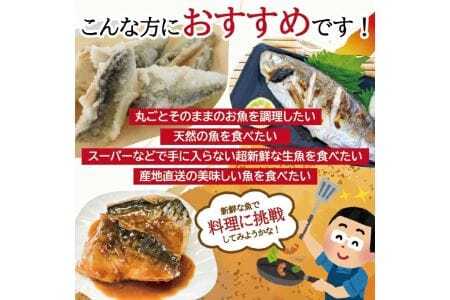 511　地魚おまかせセット　4～5種類入り計1.7kg以上