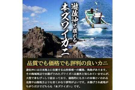 945　遊佐沖　春の生・本ズワイガニ 1匹 800g程度