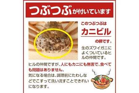 945　遊佐沖　春の生・本ズワイガニ 1匹 800g程度