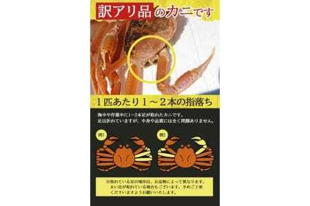 946　訳あり 遊佐沖 春の生・本ズワイガニ 2匹 計800g程度（1～2本足折れ）