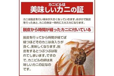 946　訳あり 遊佐沖 春の生・本ズワイガニ 2匹 計800g程度（1～2本足折れ）