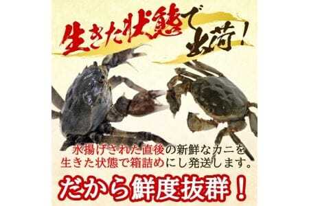 1327　春の生・天然モクズガニ 1.7kg以上 小ぶりサイズ17～24匹