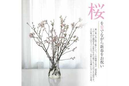 372M02c　啓翁桜 約70cm×10本（2月下旬発送）