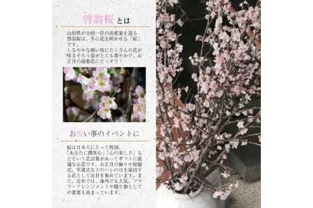 372M02c　啓翁桜 約70cm×10本（2月下旬発送）