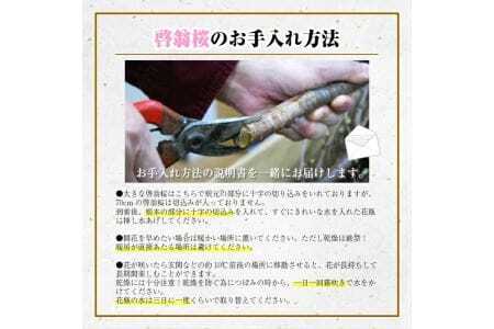 372M02c　啓翁桜 約70cm×10本（2月下旬発送）