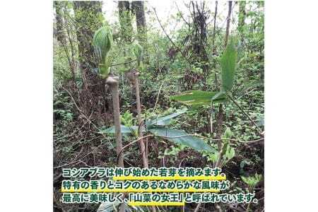 天然コシアブラ 約200g おまけの山菜１種付き 4月中旬～4月下旬頃お届け 冷蔵便 ※着日指定・離島発送不可 こしあぶら 東北 山形県 遊佐町 庄内 野菜 天ぷら 自然 採れたて 春 旬 山菜 [1411]