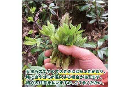 天然コシアブラ 約200g おまけの山菜１種付き 4月中旬～4月下旬頃お届け 冷蔵便 ※着日指定・離島発送不可 こしあぶら 東北 山形県 遊佐町 庄内 野菜 天ぷら 自然 採れたて 春 旬 山菜 [1411]