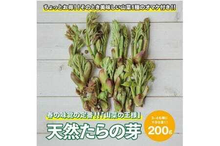 天然たらの芽 約200g おまけの山菜１種付き 4月上旬～4月下旬頃お届け 冷蔵便 ※着日指定・離島発送不可 タラの芽 東北 山形県 遊佐町 庄内 野菜 天ぷら 自然 採れたて 春 旬 山菜 [954]