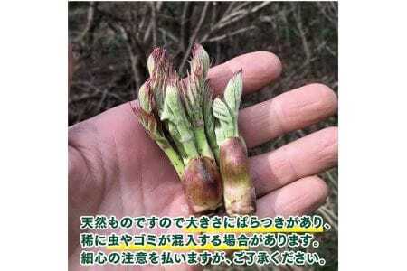 天然たらの芽 約200g おまけの山菜１種付き 4月上旬～4月下旬頃お届け 冷蔵便 ※着日指定・離島発送不可 タラの芽 東北 山形県 遊佐町 庄内 野菜 天ぷら 自然 採れたて 春 旬 山菜 [954]