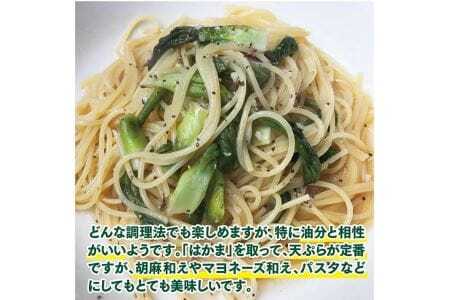 天然たらの芽 約200g おまけの山菜１種付き 4月上旬～4月下旬頃お届け 冷蔵便 ※着日指定・離島発送不可 タラの芽 東北 山形県 遊佐町 庄内 野菜 天ぷら 自然 採れたて 春 旬 山菜 [954]