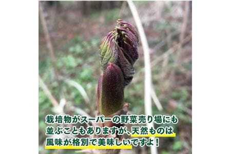 天然たらの芽 約300g おまけの山菜１種付き 4月上旬～4月下旬頃お届け 冷蔵便 ※着日指定・離島発送不可 タラの芽 東北 山形県 遊佐町 庄内 野菜 天ぷら 自然 採れたて 春 旬 山菜 [1168]