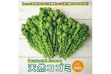 天然こごみ 約300g おまけの山菜１種付き 4月上旬～4月下旬頃お届け 冷蔵便 ※着日指定・離島発送不可 コゴミ クサソテツ 東北 山形県 遊佐町 庄内 野菜 天ぷら おひたし 自然 採れたて 春 旬 山菜 [1169]