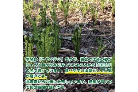 天然こごみ 約300g おまけの山菜１種付き 4月上旬～4月下旬頃お届け 冷蔵便 ※着日指定・離島発送不可 コゴミ クサソテツ 東北 山形県 遊佐町 庄内 野菜 天ぷら おひたし 自然 採れたて 春 旬 山菜 [1169]