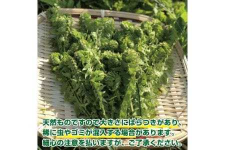 天然こごみ 約300g おまけの山菜１種付き 4月上旬～4月下旬頃お届け 冷蔵便 ※着日指定・離島発送不可 コゴミ クサソテツ 東北 山形県 遊佐町 庄内 野菜 天ぷら おひたし 自然 採れたて 春 旬 山菜 [1169]