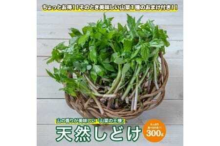 天然しどけ 約300g おまけの山菜１種付き 4月上旬～4月下旬頃お届け 冷蔵便 ※着日指定・離島発送不可 しどけ モミジガザ キノシタ 東北 山形県 遊佐町 庄内 野菜 自然 採れたて 春 旬 山菜 [1170]