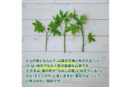 天然しどけ 約300g おまけの山菜１種付き 4月上旬～4月下旬頃お届け 冷蔵便 ※着日指定・離島発送不可 しどけ モミジガザ キノシタ 東北 山形県 遊佐町 庄内 野菜 自然 採れたて 春 旬 山菜 [1170]