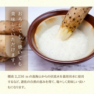 1323 長いも 2.5kg(2~3本)山形県遊佐町産