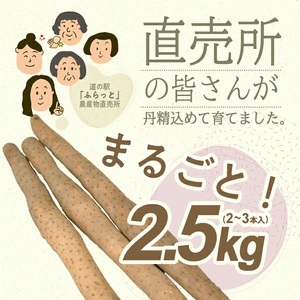 1323 長いも 2.5kg(2~3本)山形県遊佐町産