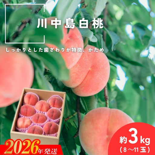 No.2994 「川中島白桃」約3kg(8～11玉)【2026年発送】
