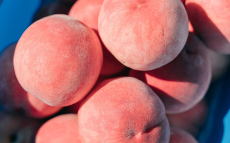 No.2996 さくら白桃 福島県福島市産 約3kg(6～10玉)【2026年発送】