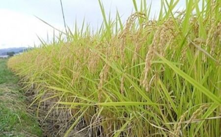 No.3056 【令和7年産】福島県産米「福、笑い」精米 2kg 2袋