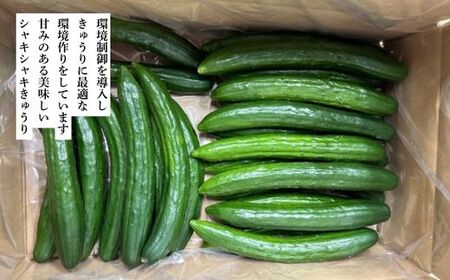 No.2975 JGAP農家の採れたて新鮮きゅうり 約2kg C級品