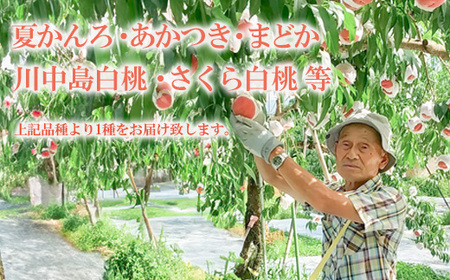 No.3113 福島の桃 約3kg(9～12玉）品種おまかせ【2026年発送】