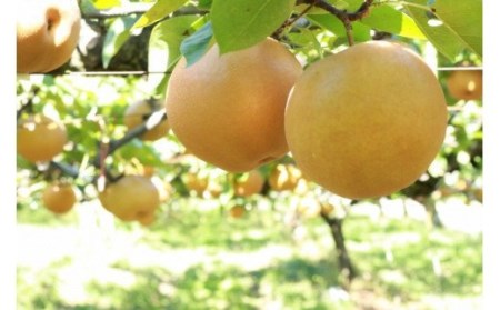 No.2186福島のなし　秋月または南水　約5kg【2026年発送 先行予約】