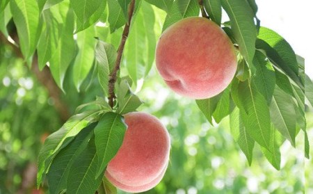 No.2218 もも「あかつき」約1.5kg 化粧箱入【2026年発送】