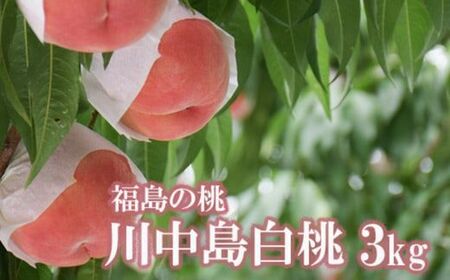 No.2207中野/佐藤果樹園 もも「川中島白桃」約3kg【2023年発送】