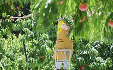 No.2213 もも「なつっこ」約2kg【2026年発送】