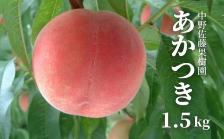 No.2237中野/佐藤果樹園 もも「あかつき」約1.5kg【2023年発送】