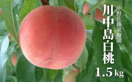 No.2238中野/佐藤果樹園 もも「川中島白桃」約1.5kg【2023年発送】