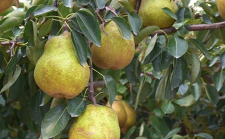 No.2232ヤマ考紺野果樹園 ラフランス約3kg【2026年発送】