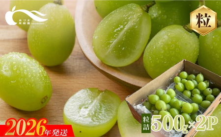 No.2329シャインマスカット粒詰2パック入　約1kg【2026年発送】