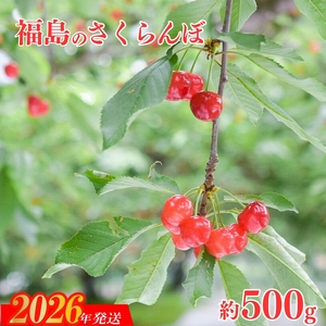No.2413さくらんぼ「佐藤錦」約500ｇ（バラ詰め）【2026年発送】