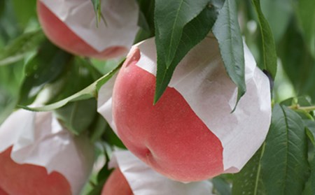 No.2415もも「川中島白桃」 約3kg【2026年発送】