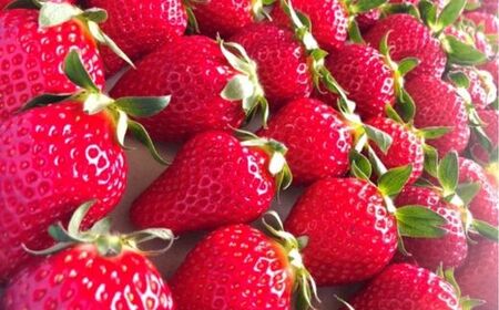 No.2477福島市産いちご【大粒完熟とちおとめ 】雪うさぎのもぐもぐいちご 1箱12個入り（約400g）【2026年１月下旬より発送】