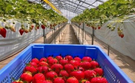 No.2477福島市産いちご【大粒完熟とちおとめ 】雪うさぎのもぐもぐいちご 1箱12個入り（約400g）【2026年１月下旬より発送】