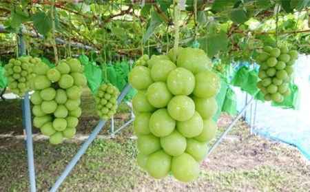 No.2504くるま農園　シャインマスカットとぶどう2種（全3房）【2026年発送】