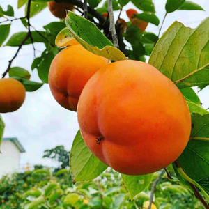 会津身しらず柿 4L (14個から15個入り) 約5kg 果樹園 壱心産｜会津若松 果物 フルーツ 柿 身知らず みしらず かき カキ 会津身不知柿 令和7年 2025年 旬 [0951]